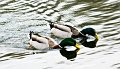 Synchronised swimming